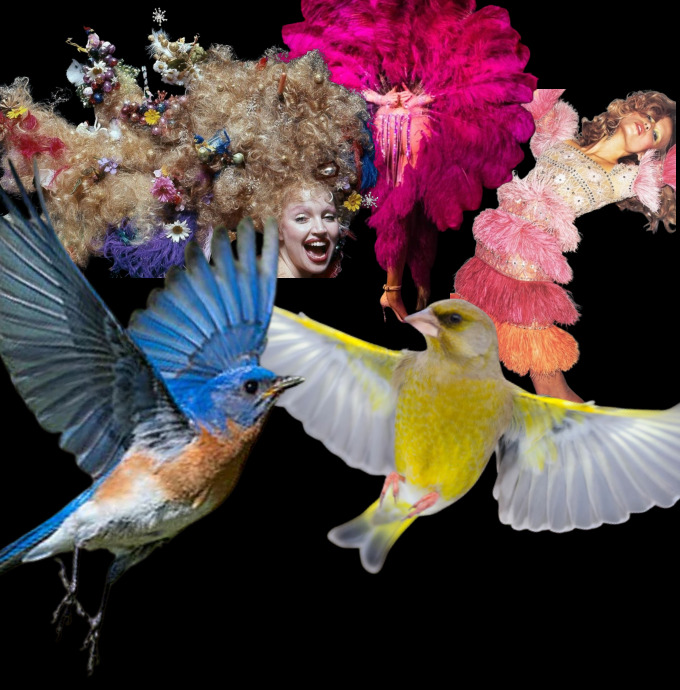 Songbird reference collage