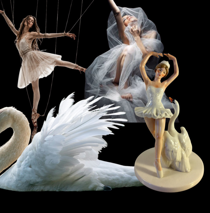 Swan reference collage